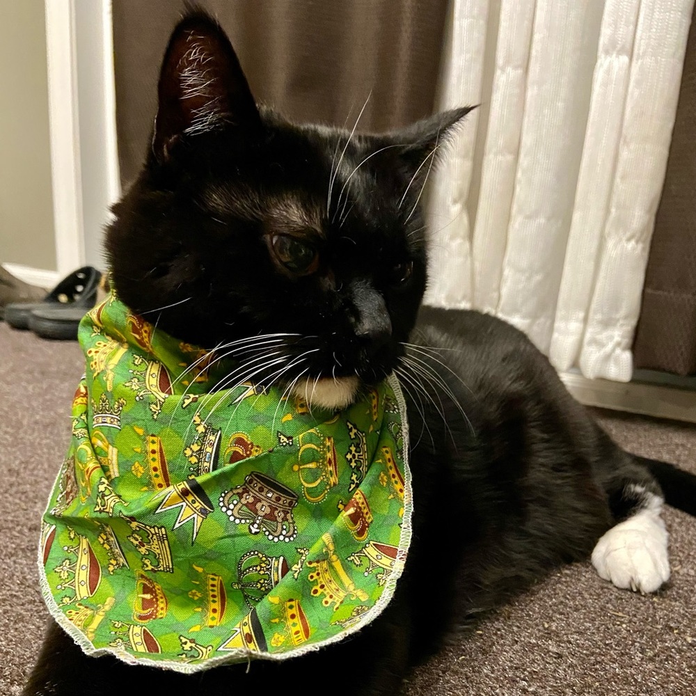 Handcrafted Handmade Hand Sewn Handkerchief and Ties for Small Dogs / Cats - Picture 6 of 7